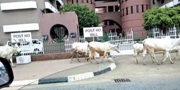 FCTA bans rearing of cows, other livestock in Abuja residential areas