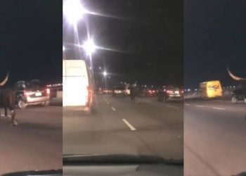 Lagos FRSC commences investigation of stray cow on Third Mainland Bridge