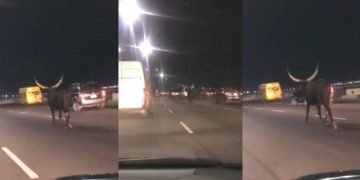 Lagos FRSC commences investigation of stray cow on Third Mainland Bridge