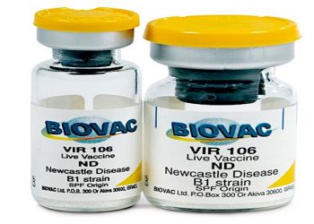 Pfizer signs with Africa’s Biovac to manufacture Covid vaccines