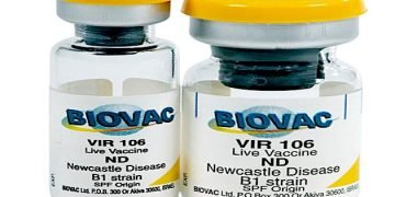 Pfizer signs with Africa’s Biovac to manufacture Covid vaccines