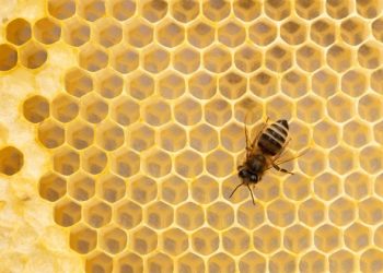 ‘Heaven to hell’: Greek beekeepers lament tradition lost to fire
