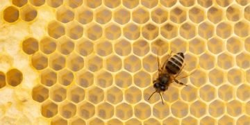 ‘Heaven to hell’: Greek beekeepers lament tradition lost to fire
