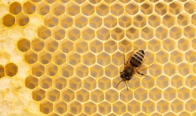 ‘Heaven to hell’: Greek beekeepers lament tradition lost to fire