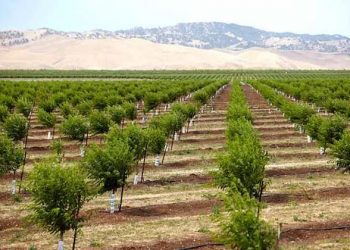 California almond farmers losing harvest due to state-wide drought