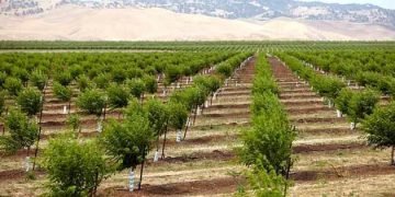 California almond farmers losing harvest due to state-wide drought