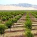 California almond farmers losing harvest due to state-wide drought