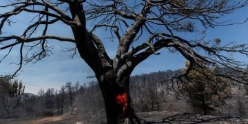 Wildfires rage in several countries as heatwave hits Southern Europe