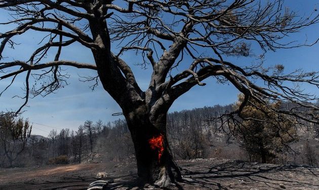 Wildfires rage in several countries as heatwave hits Southern Europe