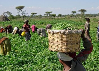 N791 billion disbursed to farmers: CBN