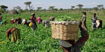 N791 billion disbursed to farmers: CBN