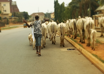 Buhari regime partners Yobe to establish N12 billion herdsmen livestock centres