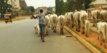 Buhari regime partners Yobe to establish N12 billion herdsmen livestock centres