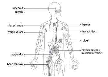 138 million Nigerians at risk of swollen scrotum, elephantiasis: FG
