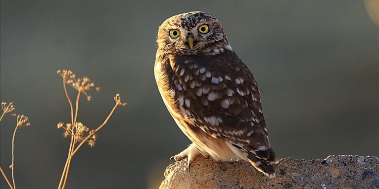 Zimbabwean bird lover demystifies myths around owls