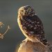 Zimbabwean bird lover demystifies myths around owls