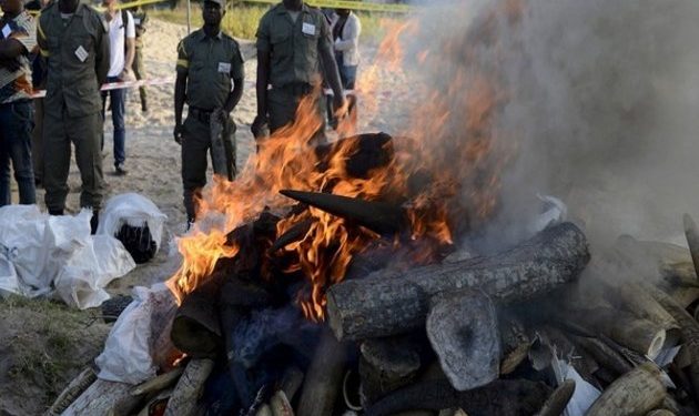 China illegally trafficking wildlife from Africa