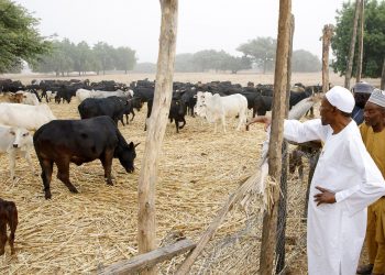 Nigeria’s economy booming because people went back to farm: Buhari