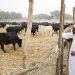 Nigeria’s economy booming because people went back to farm: Buhari