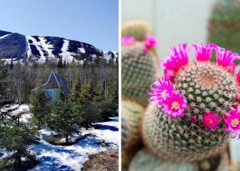 Why have Russians created a botanical garden in the Arctic