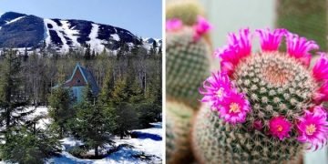 Why have Russians created a botanical garden in the Arctic