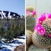 Why have Russians created a botanical garden in the Arctic