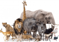 Eating wild meat increases zoonotic diseases risk: UN Report