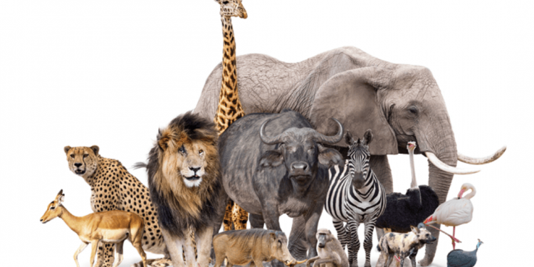Eating wild meat increases zoonotic diseases risk: UN Report