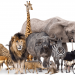 Eating wild meat increases zoonotic diseases risk: UN Report