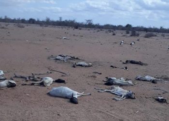 ‘Drought more dangerous than pandemic in Kenya’