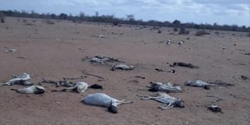 ‘Drought more dangerous than pandemic in Kenya’