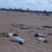 ‘Drought more dangerous than pandemic in Kenya’