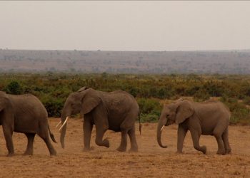 Kenyans adopt, name elephants in conservation drive
