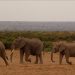 Kenyans adopt, name elephants in conservation drive