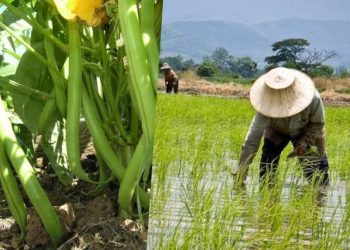 Farmers face rice, beans, millet harvest loss as rain fails to fall