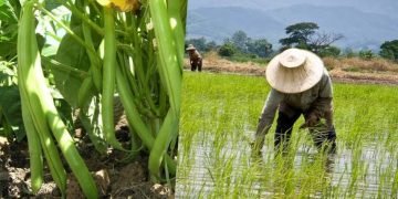 Farmers face rice, beans, millet harvest loss as rain fails to fall