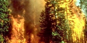 24 executed for starting lethal wildfires in Syria