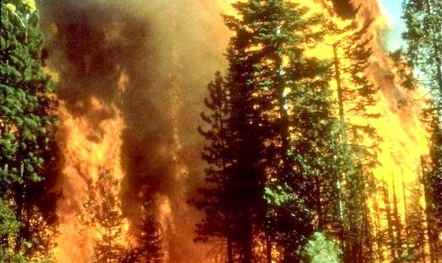 24 executed for starting lethal wildfires in Syria