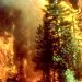 24 executed for starting lethal wildfires in Syria