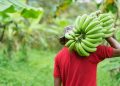 Banana farmers in Zimbabwe strike gold