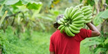 Banana farmers in Zimbabwe strike gold