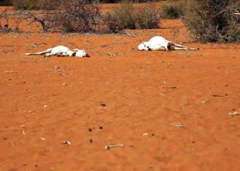 Disappearing cattle hit farmers in drought-stricken Zimbabwe