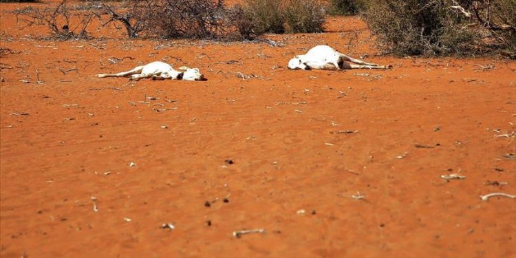 Disappearing cattle hit farmers in drought-stricken Zimbabwe