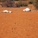 Disappearing cattle hit farmers in drought-stricken Zimbabwe