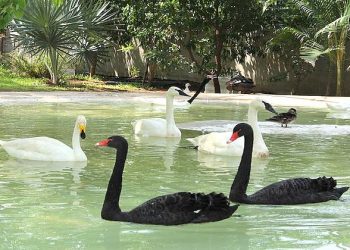With ongoing food shortage, North Korea asks public to eat black swans