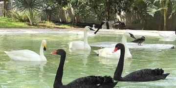 With ongoing food shortage, North Korea asks public to eat black swans