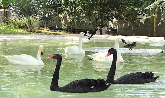 With ongoing food shortage, North Korea asks public to eat black swans