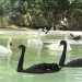 With ongoing food shortage, North Korea asks public to eat black swans