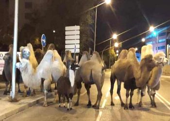 Police round up camels after found on Madrid streets