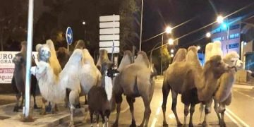 Police round up camels after found on Madrid streets
